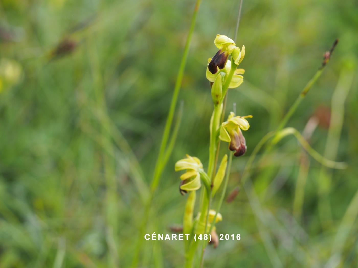 Ophrys, Furrowed plant